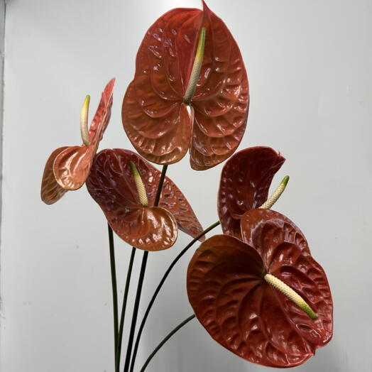 Антуриум Anthurium Andreanum 5 шт