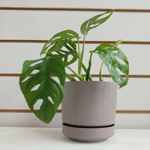 Монстера Обликва Манки Маск (Адансона), 20 см