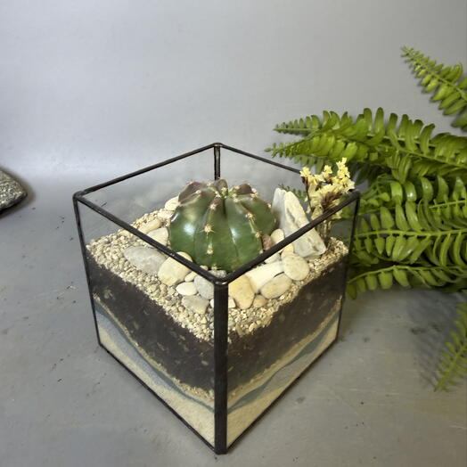 Флорариум Малевич cactus лаконичный флорариум в кубике с кактусом, подарок айтишнику