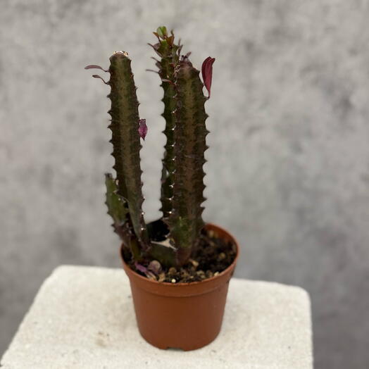 Кактус euphorbia trigona rubra