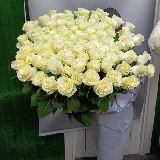 101 белая голландская Роза