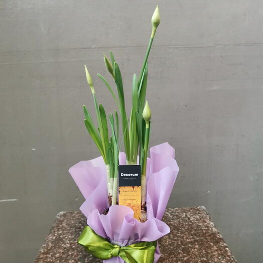 Махровый рай