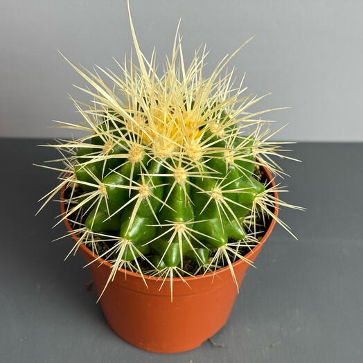Кактус грузони 🌵