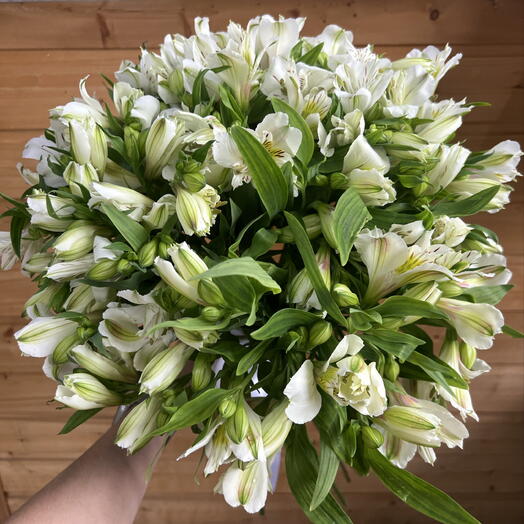 Альстромерия белая 35шт