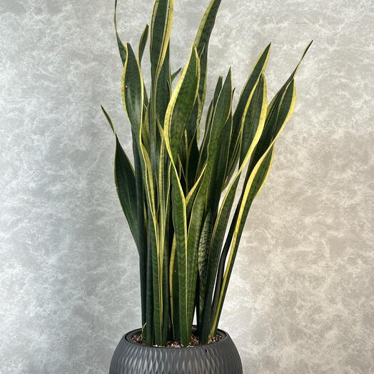 Сансевиерия (Sansevieria)
