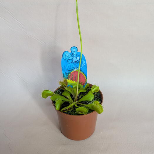 Венерина мухоловка в горшке (Дионея) / Dionaea Muscipula Мухоловка хищник (3)