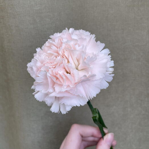 🌸Диантус сортовая гвоздика светло-розовая