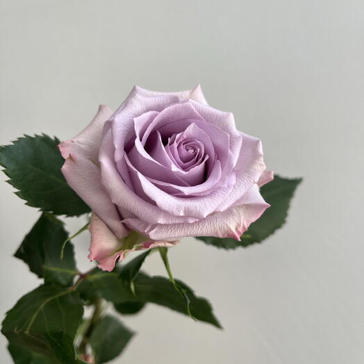 Роза океан сиреневая 💜