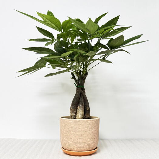 Пахира в кремовом керамическом горшке с поддоном, высота 65-70см
