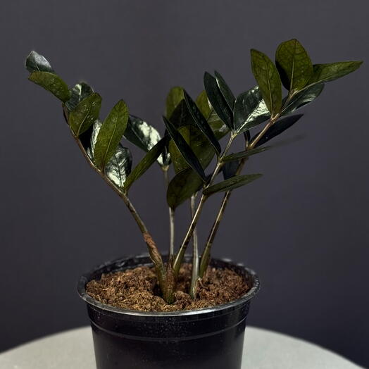 Замиокулькас