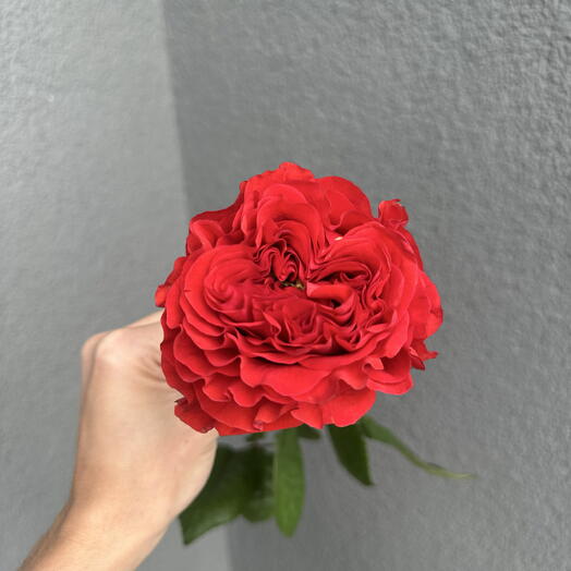 Красная Роза🌹