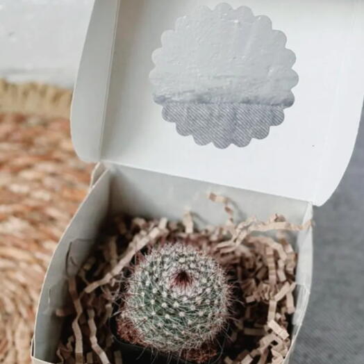 Кактус Маммилярия Spinosissima в подарочной коробке