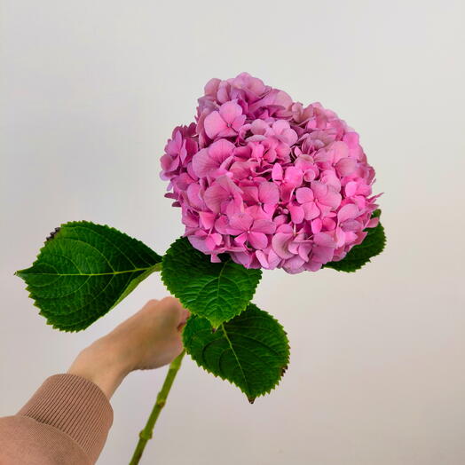 Розовая гортензия