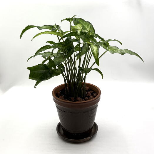 Сингониум Арроу (Syngonium) в керамическом кашпо