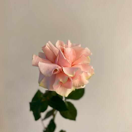 Eto_po_lyubvi.House flowers.