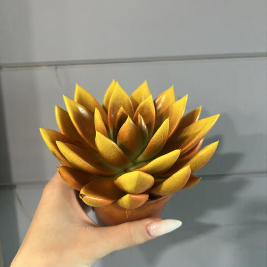 Эхверия Миранда