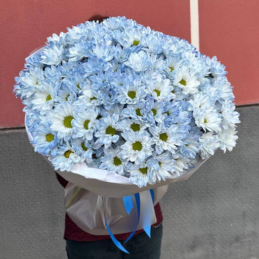 Большой букет из ~201 голубой ромашки (19 веток)