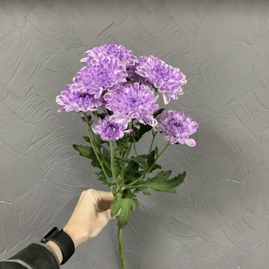Хризантема Алтай лавандовая