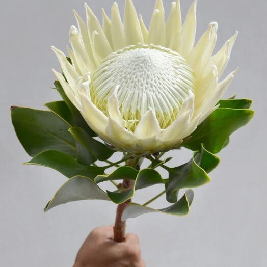 Happy Flower