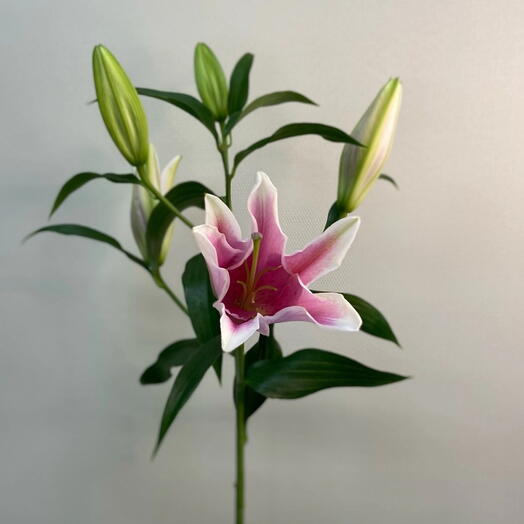 Лилия Сорбонна /Lilium Sorbonne