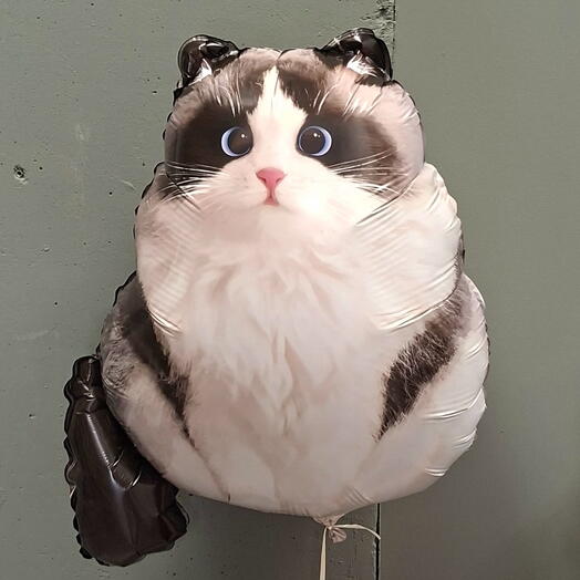 Шар котик