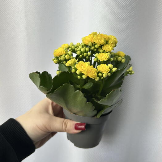 Коланхоэ желтое