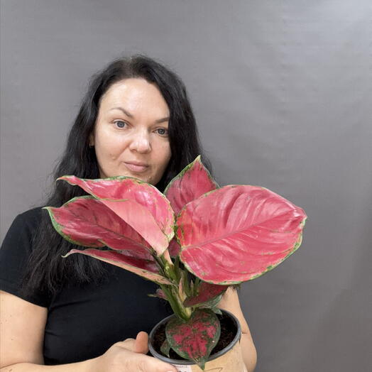 Аглаонема «Ред Джой» (Aglaonema Red Joy) — яркий тропический акцент для современного интерьера