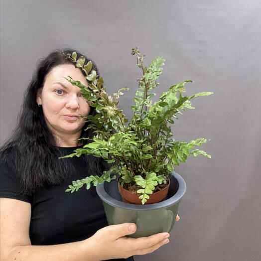 Асплениум (Asplenium) — изысканный комнатный папоротник с выразительной фактурой