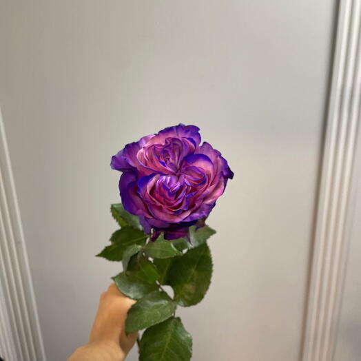 Букет из эквадорских фиолетовых роз Country Blue «Королевская загадка»