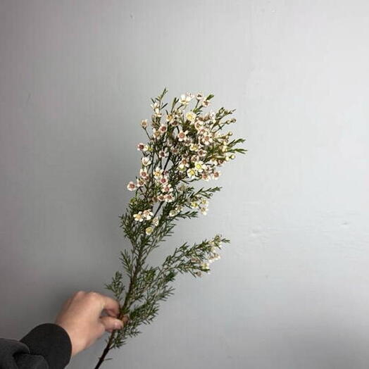 Ваксфлауэр (хамелациум)