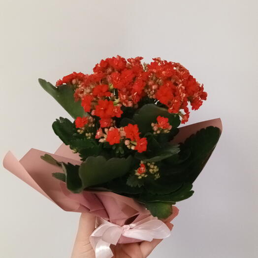 Каланхое красный