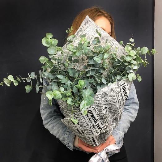 Мечта Коалы 🐨