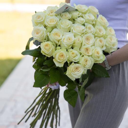 Roses "Dolomiti" white 29 pcs