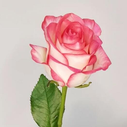 Rose Jumilia