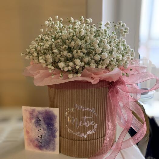 Gypsophila in a box