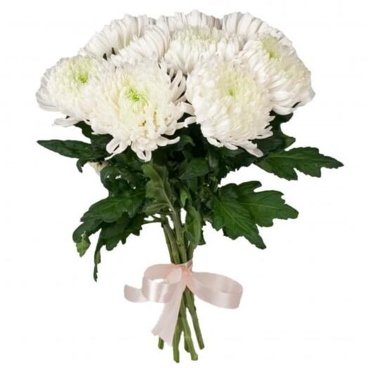 Bouquet of 9 white chrysanthemums