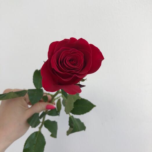 Роза Кения 40 см