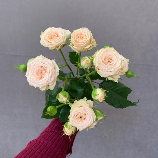 Rosa de arbusto,, Tanya,, 80cm