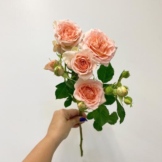 Rosa arbusto Dulce Sarah