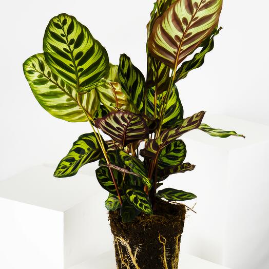 Calathea Makoyana