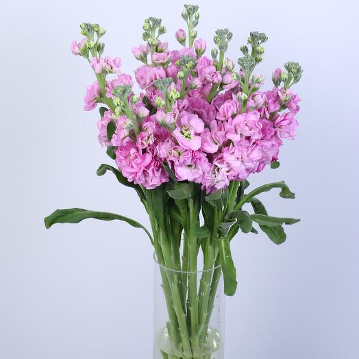 Pink Mathiola Flowers