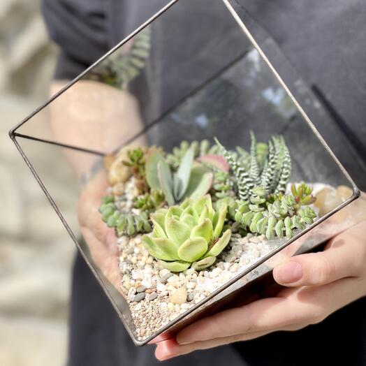 Succulents in the florarium "Cube"