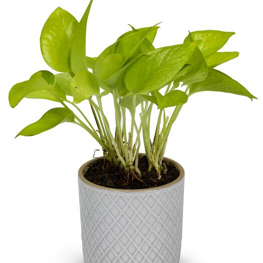 Light Green Money plant- designer ceramic pot