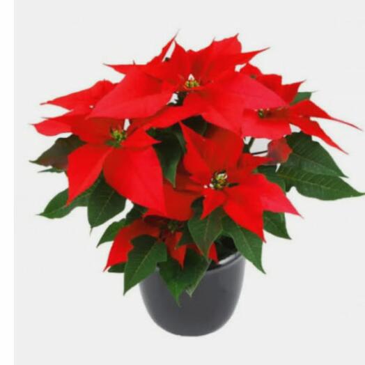 Poinsettia