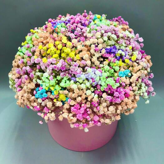 Gypsophila in a box