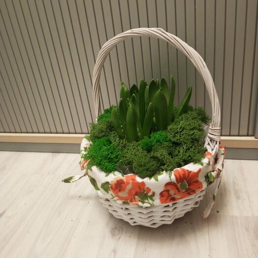 3 гиацинта в корзине Прованс ред-вайт