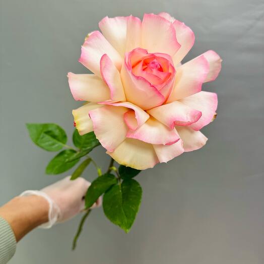 Пионы Роза 🌺 французская
