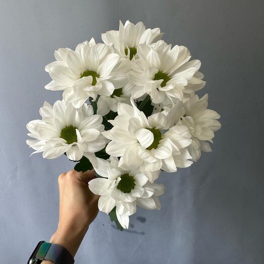 Хризантема белая ромашковая