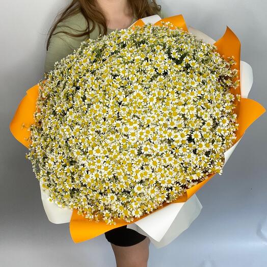 Ромашки