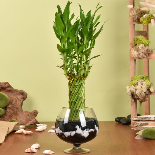 Small Lucky Bamboo Wheel Plant